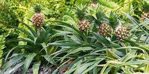 Pineapple Plant