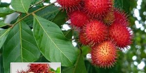 Rambutan Fruit Plant