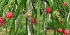 Red Dragon Fruit Plants