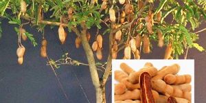 Tamarind Plant