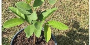 Guava Plant