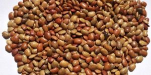 Horse Gram