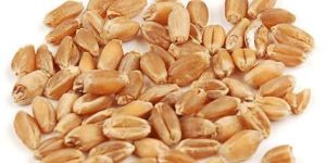 Wheat Seeds