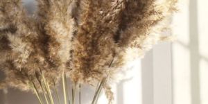 Dried Pampas Grass