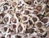 Moringa Oleifera Seeds.....