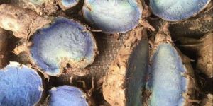 Organic Black Turmeric