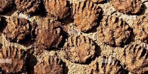 Pure Desi Cow Dry Dung