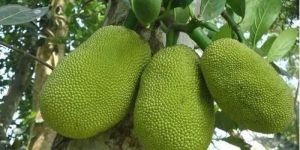 Organic Jackfruit
