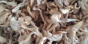 Dry Oyster Mushroom