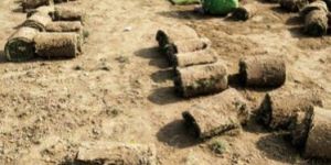 Bermuda Grass Carpet