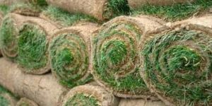 Natural Grass Carpet