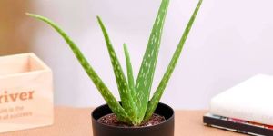 Aloe Vera Plant