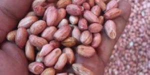 Groundnut Kernels