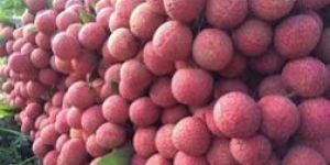 Lychee