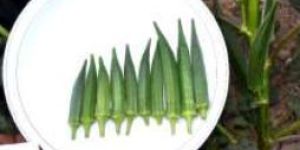 OKR- N1042 Hybrid Okra Seeds