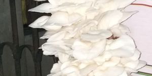 Fresh Oyster Mushroom