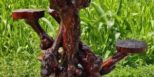 Coffee Tree Wood Showpiece