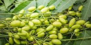 Neem Oil