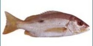 Fresh Black Spot Snapper Fish