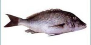 Fresh Emperor Red Snapper Fish