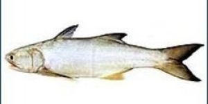 Fresh Indian Salmon Fish