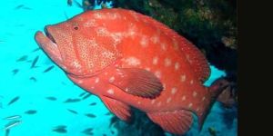 Fresh Red Reef Cod Fish