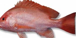 Fresh Red Snapper Fish