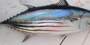 Fresh Skipjack Tuna Fish