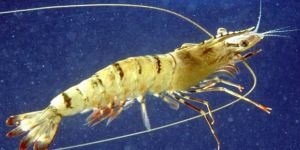 Fresh Tiger Prawn