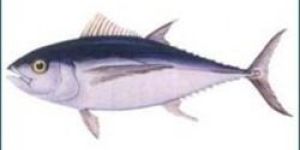 Fresh Tuna Fish