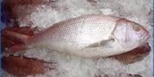Fresh White Snapper Fish