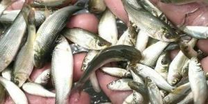 Grass Carp Fish Seed