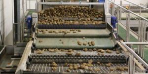 Potato Sorting Machine