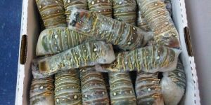 Frozen Lobster