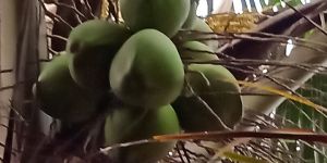 Green Coconut