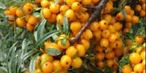 Sea Buckthorn