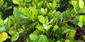 Cashew Plant