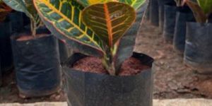 Croton Petra Plant