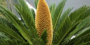 Cycus Revoluta Spiceman Plant