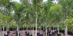 Foxtail Palm Tree Plant
