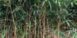 Golden Bamboo Tree