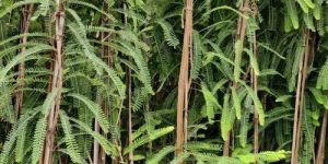 Grafted Amla Plant