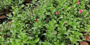 Hibiscus Flowering Plant