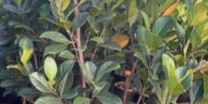 Jackfruit Plant Tree