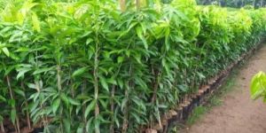 Mango Plant