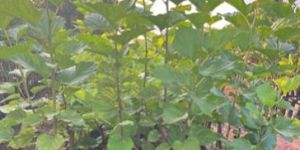 Mulberry Plant