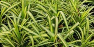 Pandanus Plant