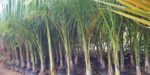 Royal Palm Plant