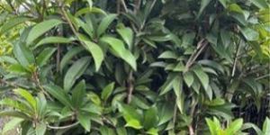 Sapodilla Fruiting Plant