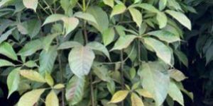 Tabebuia Rosea Plant